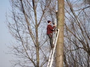 10 Most Dangerous Jobs in America Man On A Ladder Trimming Trees Gardener Pruning 2021 08 31 07 23 31 Utc 300x224