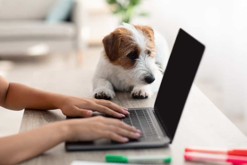 Can I Still Get Workmans Comp As An Independent Contractor? Jack Russel Puppy Laying By Typing On Laptop Owner 2022 10 07 01 11 04 Utc 1024x683